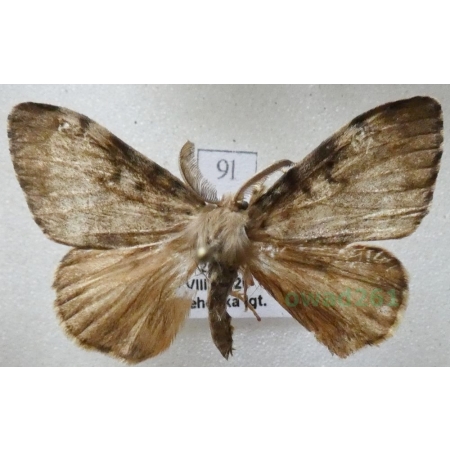 Lymantria dispar (Linnaeus, 1758) male Brudnica nieparka Czech9l